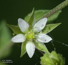 Attēlu rezultāti vaicājumam “Arenaria serpyllifolia flower”