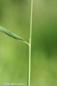 Attēlu rezultāti vaicājumam “Calamagrostis canescens”