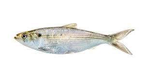 Image result for Alosa alosa