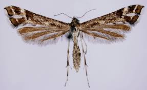 Attēlu rezultāti vaicājumam “Platyptilia tesseradactyla”