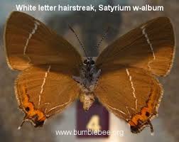 Attēlu rezultāti vaicājumam “Satyrium w-album underside”
