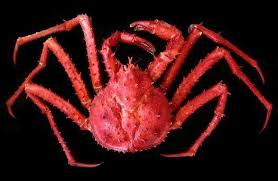 Image result for Lithodes maja