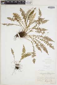 Attēlu rezultāti vaicājumam “Arthonia byssacea”