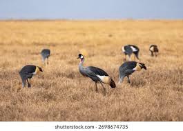 Attēlu rezultāti vaicājumam “Gruiformes”