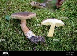 Attēlu rezultāti vaicājumam “Xerocomus pruinatus”