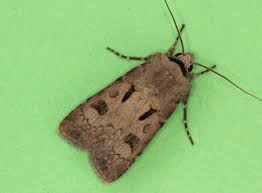 Attēlu rezultāti vaicājumam “Agrotis exclamationis”