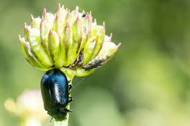 Attēlu rezultāti vaicājumam “Linaeidea aenea”