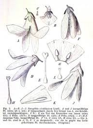 Attēlu rezultāti vaicājumam “Forsythia viridissima flower”