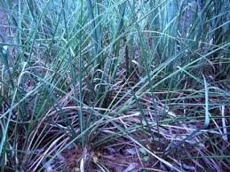 Attēlu rezultāti vaicājumam “Cladium mariscus”