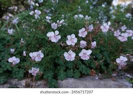 Attēlu rezultāti vaicājumam “Geranium bohemicum bud”