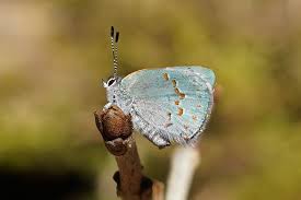 Attēlu rezultāti vaicājumam “Epirranthis diversata imago”