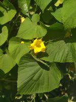 Attēlu rezultāti vaicājumam “Thladiantha dubia flower”