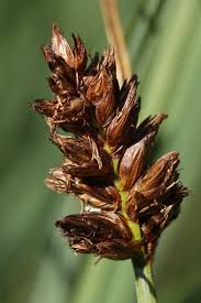 Attēlu rezultāti vaicājumam “Blysmus compressus”