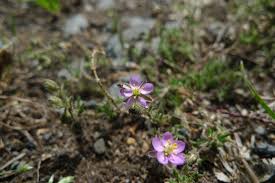 Attēlu rezultāti vaicājumam “Spergularia rubra”