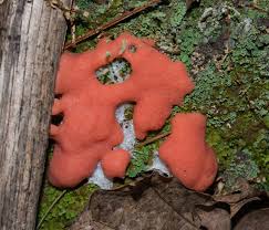 Attēlu rezultāti vaicājumam “Tubifera ferruginosa (subsp. ferruginosa)”