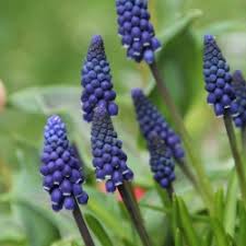 Attēlu rezultāti vaicājumam “Muscari neglectum”