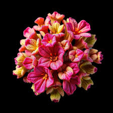 Attēlu rezultāti vaicājumam “Hymenostylium recurvirostrum macro”