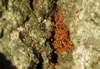 Attēlu rezultāti vaicājumam “Argyresthiidae”