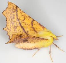 Attēlu rezultāti vaicājumam “Ennomos alniaria”