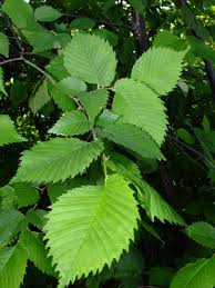 Attēlu rezultāti vaicājumam “Ulmus laevis”