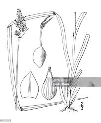 Attēlu rezultāti vaicājumam “Carex chordorhiza”