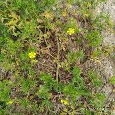 Attēlu rezultāti vaicājumam “Potentilla supina flower”