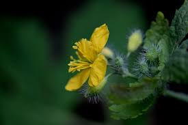 Attēlu rezultāti vaicājumam “Chelidonium majus bud”