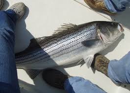 Image result for Morone saxatilis