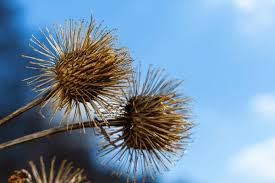 Attēlu rezultāti vaicājumam “Arctium tomentosum fruit”