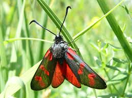 Attēlu rezultāti vaicājumam “Zygaena filipendulae”