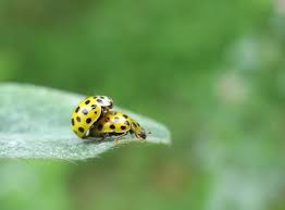 Attēlu rezultāti vaicājumam “Psyllobora vigintiduopunctata”