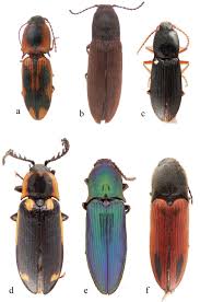 Attēlu rezultāti vaicājumam “Elateridae”