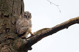 Attēlu rezultāti vaicājumam “Strix aluco juvenile”