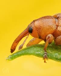 Attēlu rezultāti vaicājumam “Cleonis pigra”