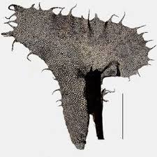 Attēlu rezultāti vaicājumam “Eurhynchium angustirete sporophyte”