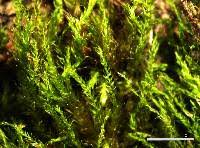 Attēlu rezultāti vaicājumam “Hygroamblystegium humile”