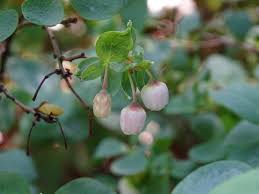 Attēlu rezultāti vaicājumam “Vaccinium uliginosum bud”