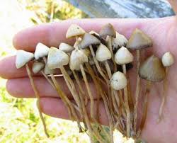 Psilocybin Mushrooms. Likelihood \x3d 17%. Also Known As