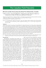 Attēlu rezultāti vaicājumam “Hemitrichia chrysospora young”