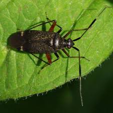 Attēlu rezultāti vaicājumam “Closterotomus biclavatus nymph”