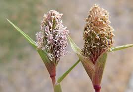 Attēlu rezultāti vaicājumam “Claustria didermoides stalked”