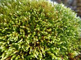 Attēlu rezultāti vaicājumam “Bryum schleicheri”