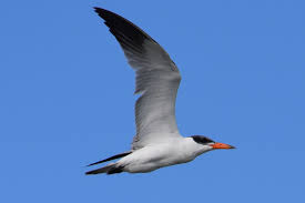 Attēlu rezultāti vaicājumam “Hydroprogne caspia”