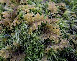 Attēlu rezultāti vaicājumam “Homalia trichomanoides sporophyte”