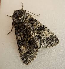 Attēlu rezultāti vaicājumam “Acronicta megacephala”