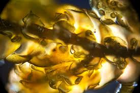 Attēlu rezultāti vaicājumam “Frullania tamarisci macro”