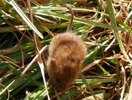 Attēlu rezultāti vaicājumam “Myodes glareolus”