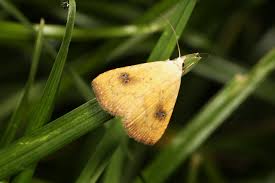 Attēlu rezultāti vaicājumam “Rivula sericealis”