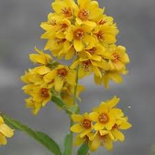 Attēlu rezultāti vaicājumam “Lysimachia vulgaris fruit”