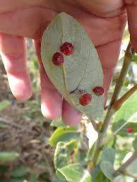 Attēlu rezultāti vaicājumam “Euura acutifoliae”
